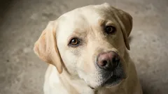 Kiltit koirarodut arkeen: 7 lempeää vaihtoehtoa lapsiperheelle ja ensikoiraksi