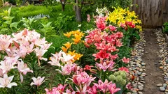 Liljat kukkivat runsaasti koko kesän, jos istutuksessa noudatat näitä tärkeitä sääntöjä