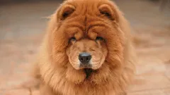 7 parasta rotua: millä koiraroduilla on pisin elinikä?