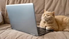 Mitä kissat ja koirat näkevät katsoessaan televisiota: tulet yllättymään