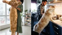 Hellyttävät jättiläiset: suurimmat kissarodut, joita voit hankkia kotiin