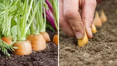 Mitä kannattaa istuttaa porkkanan viereen, jotta tuholaiset pysyvät loitolla ja sato paranee?