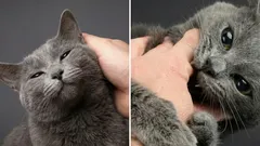 Miksi kissa on ensin kiltti ja ystävällinen, mutta sitten yhtäkkiä puree? Mielenkiintoisia faktoja tästä ilmiöstä